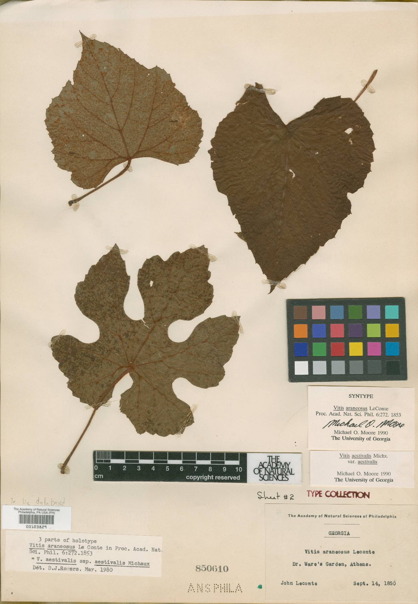 Vitis araneosa image