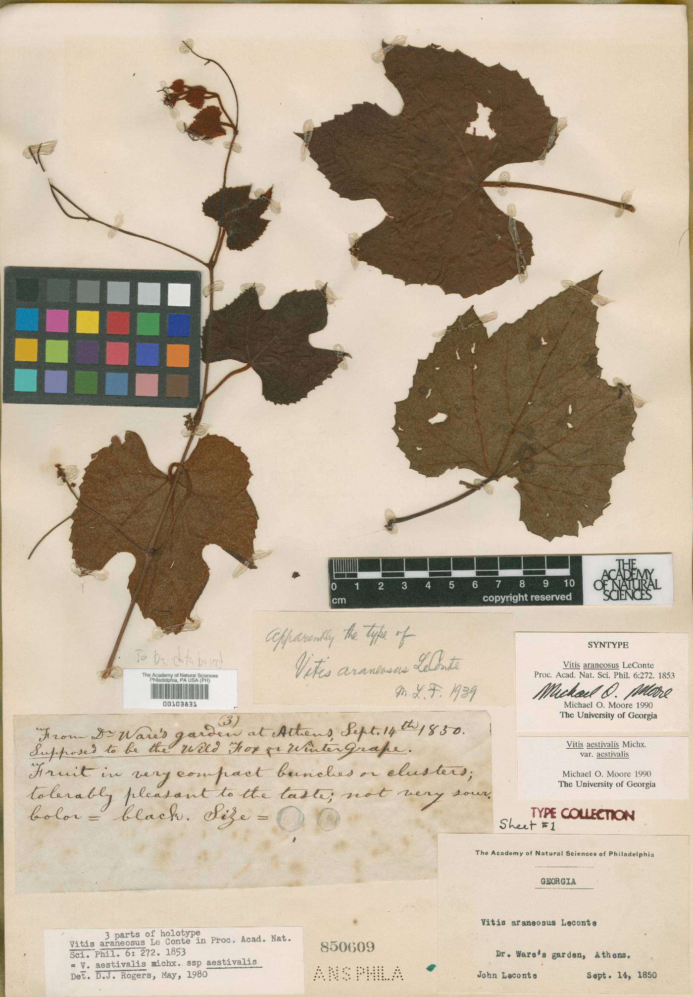 Vitis araneosa image