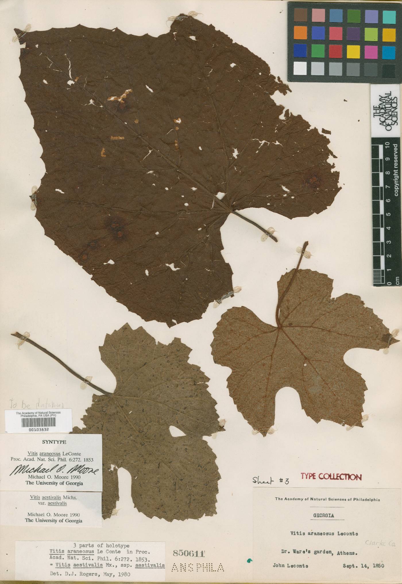 Vitis araneosa image