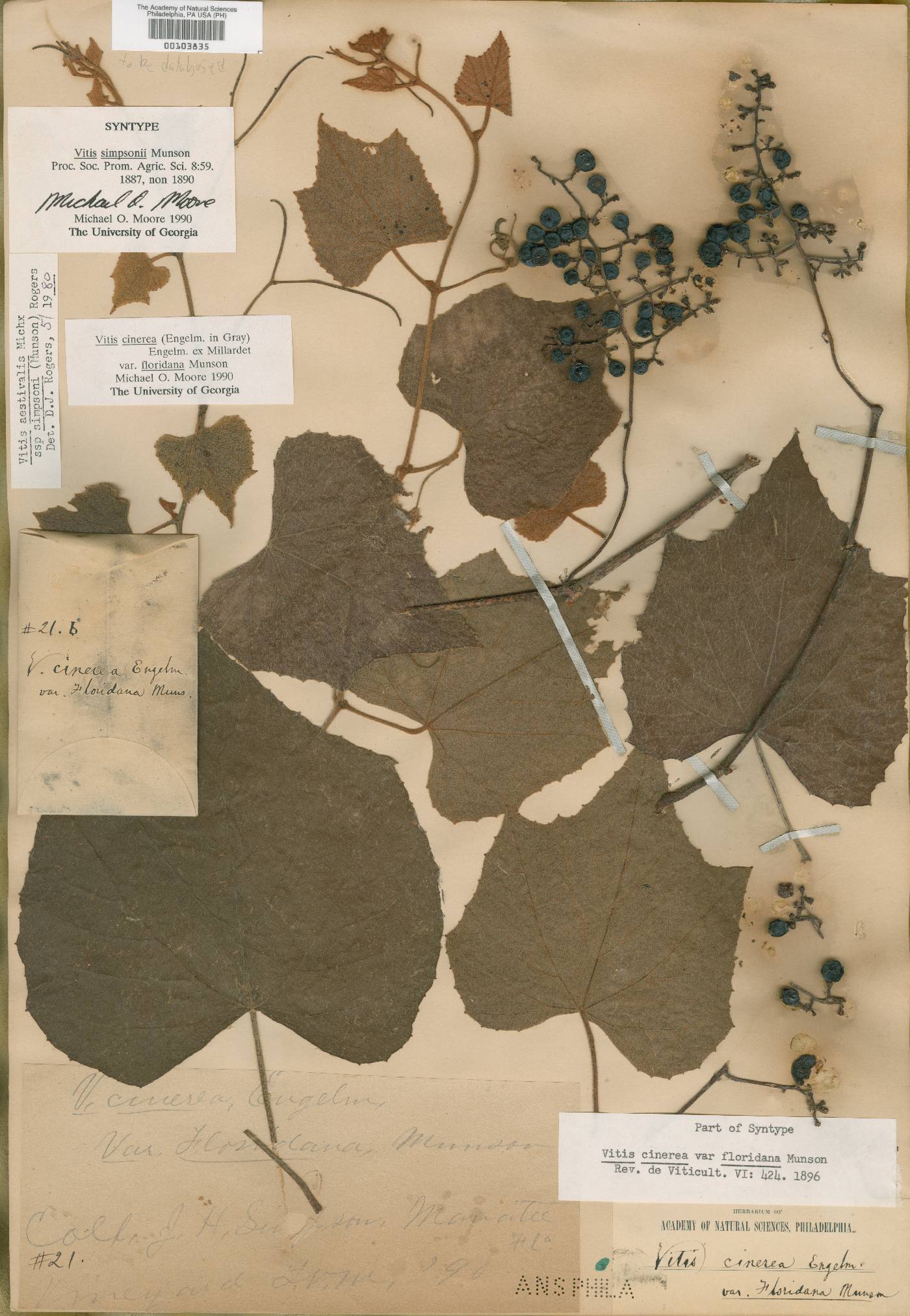 Vitis simpsonii image