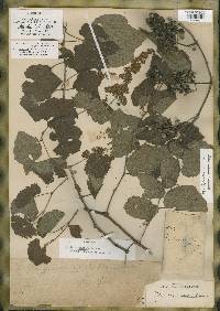 Vitis virginiana image