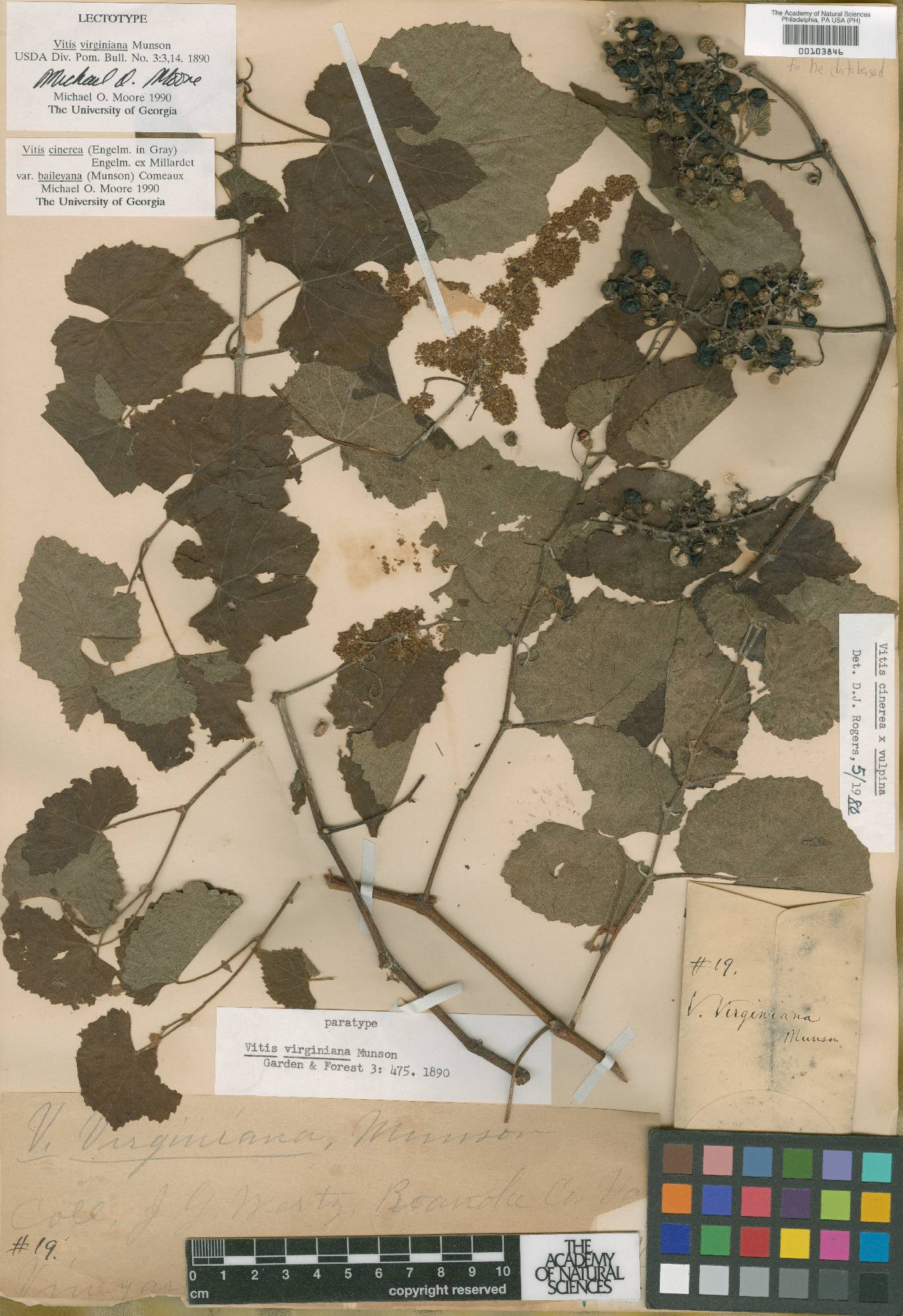 Vitis virginiana image