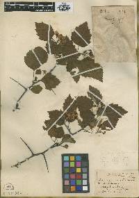 Crataegus comata image