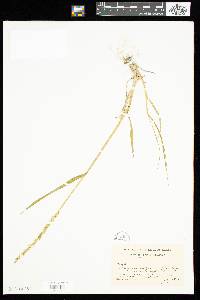 Elymus trachycaulus subsp. trachycaulus image