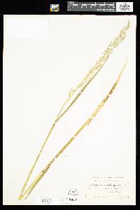 Arctagrostis arundinacea image