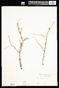 Larix laricina image