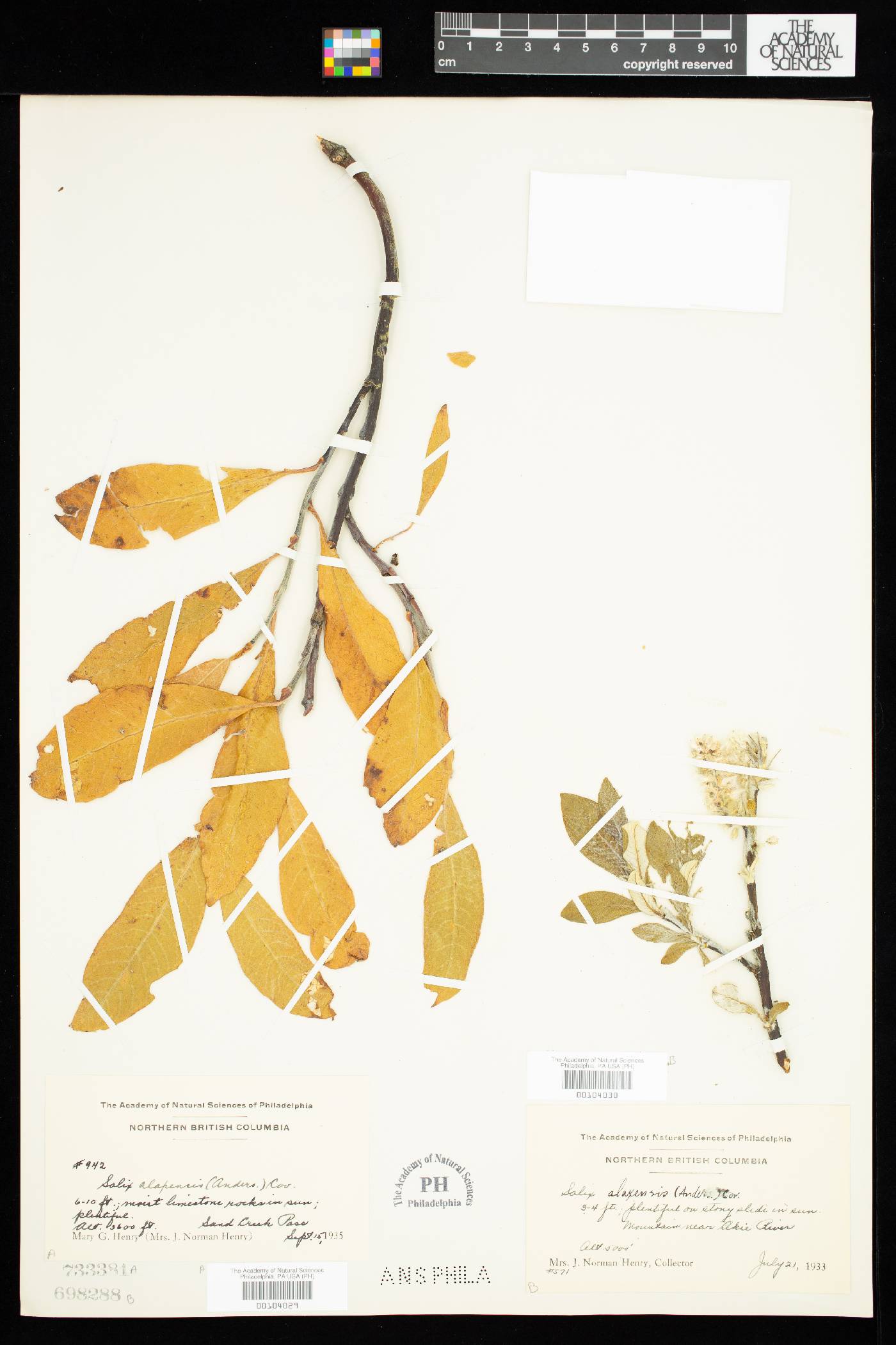 Salix alaxensis image