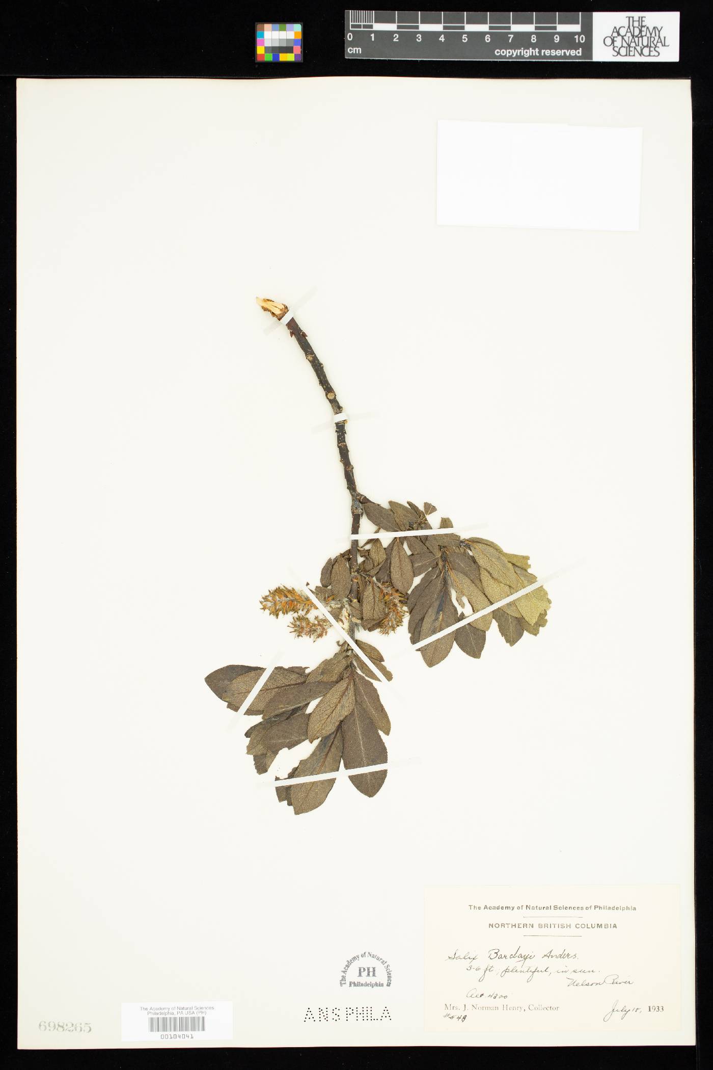 Salix barclayi image