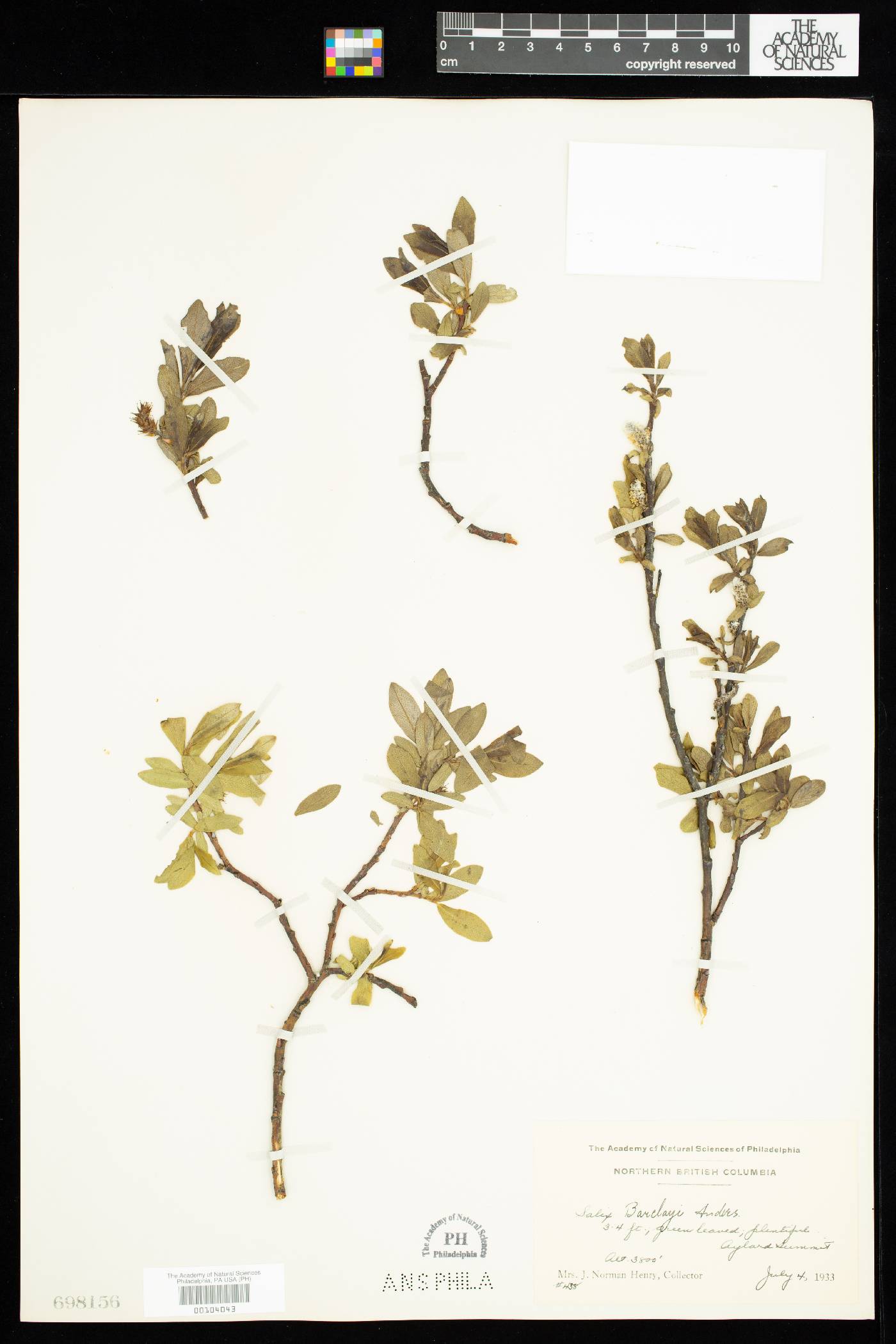 Salix barclayi image