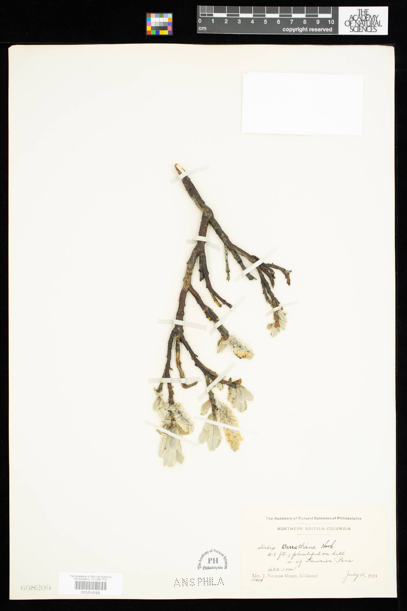 Salix barrattiana image