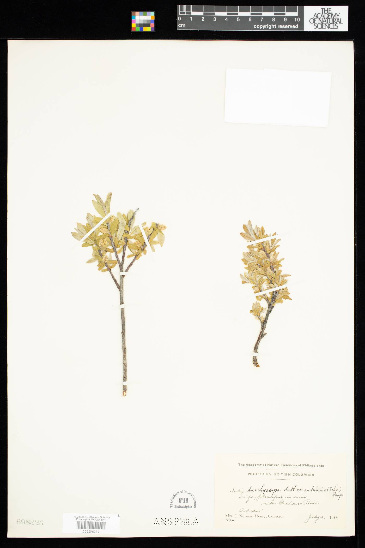 Salix brachycarpa var. antimima image