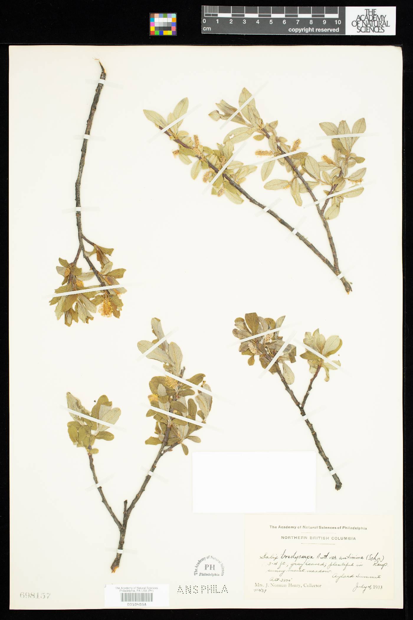 Salix brachycarpa var. antimima image