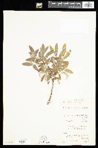 Salix glauca image