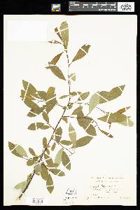 Salix planifolia image