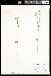 Aquilegia brevistyla image