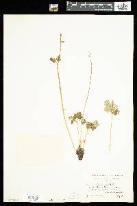 Aquilegia brevistyla image