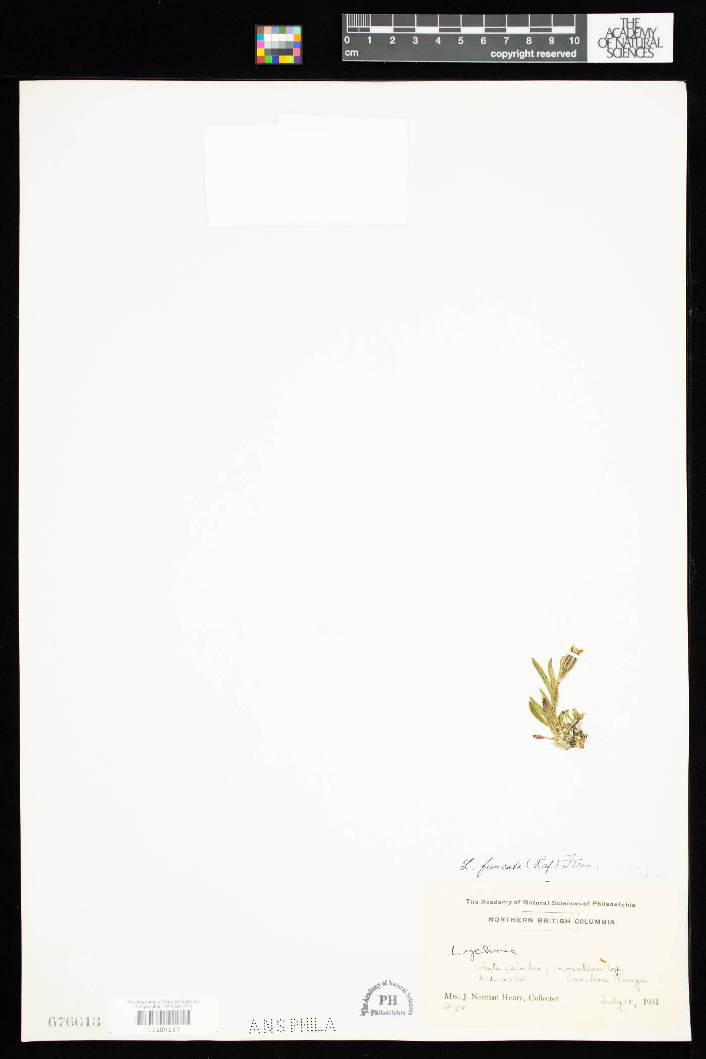 Silene involucrata subsp. involucrata image