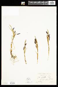 Image of Carex ambusta