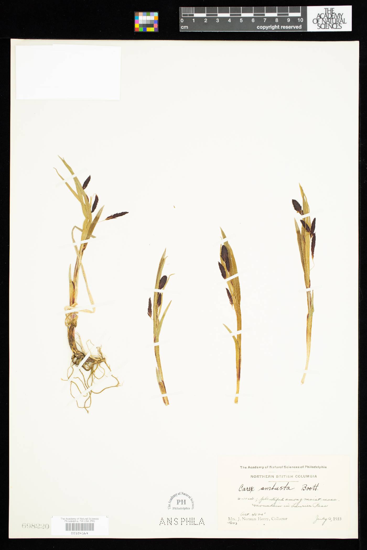 Carex ambusta image