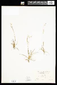 Carex capillaris image