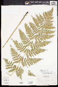 Dryopteris × triploidea image