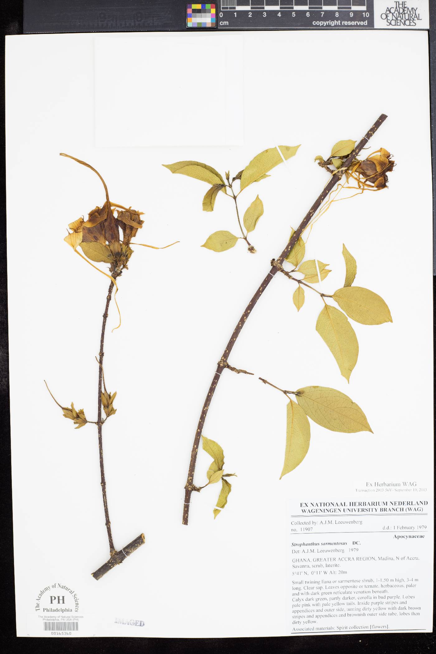 Strophanthus sarmentosus image