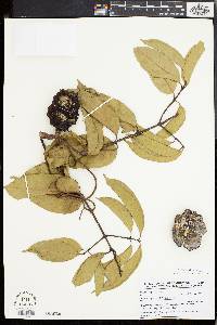 Ancylobothrys scandens image