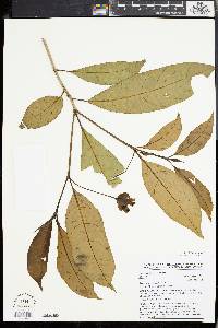 Media resource of Voacanga bracteata