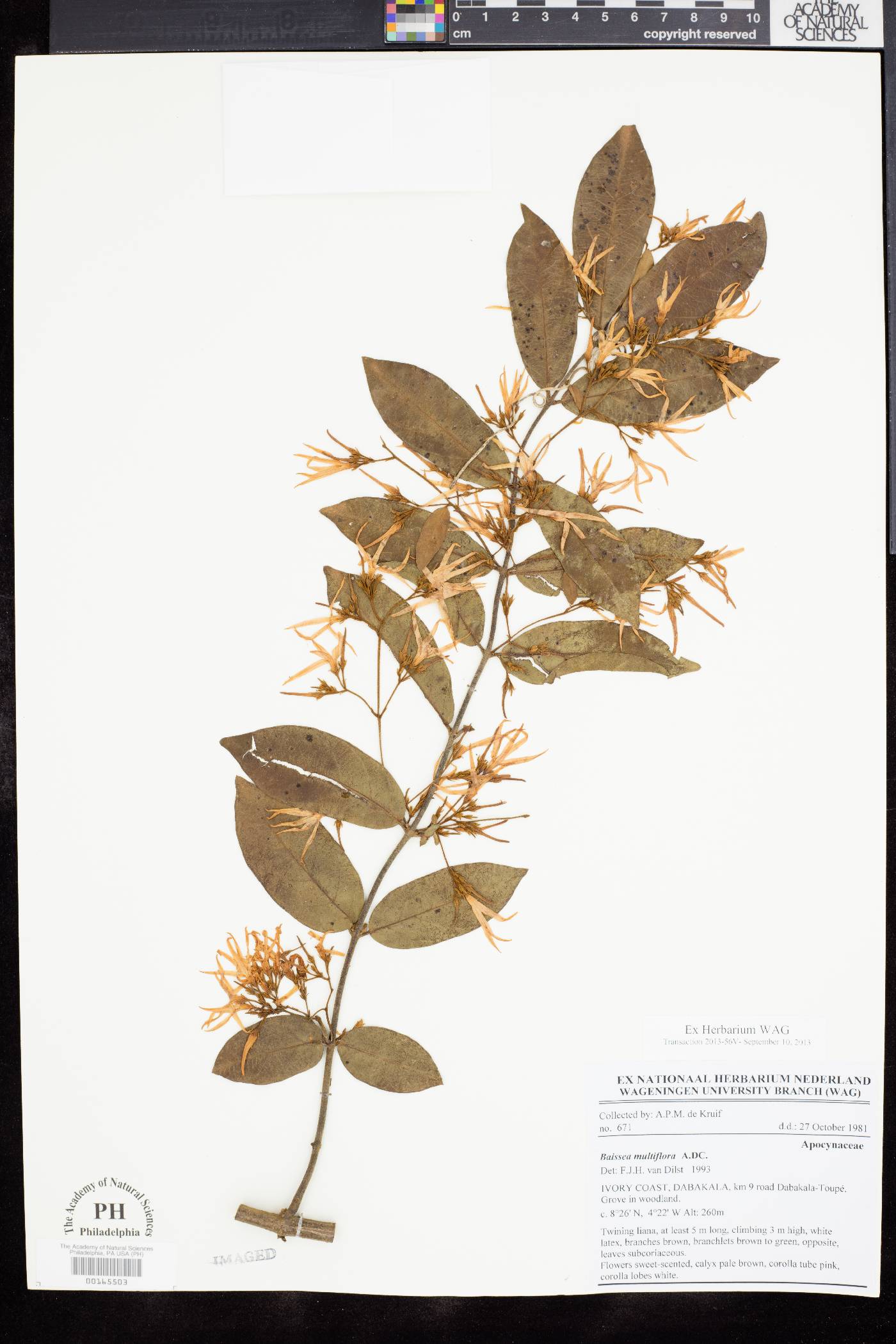 Baissea multiflora image
