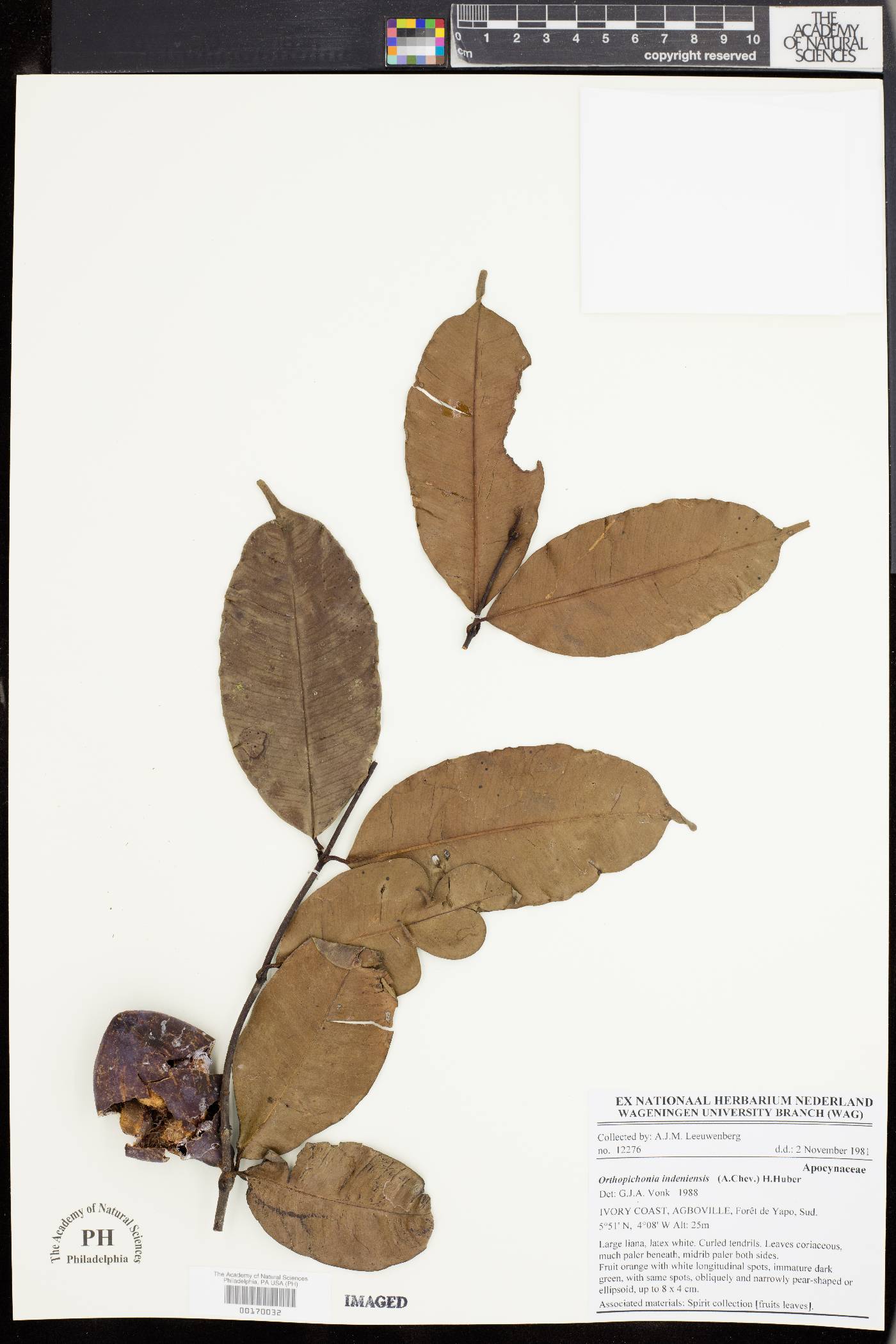 Orthopichonia indeniensis image