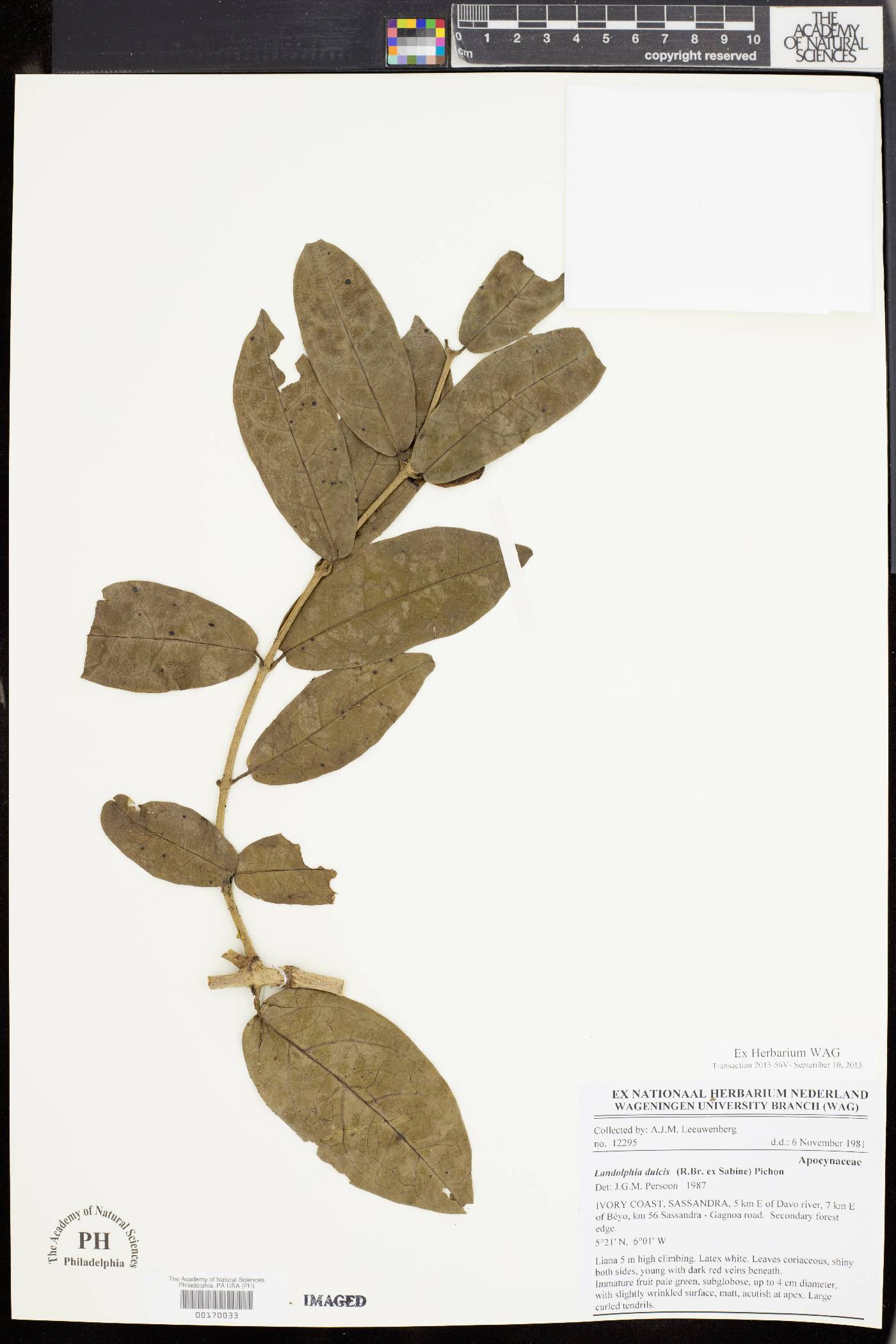 Landolphia dulcis image