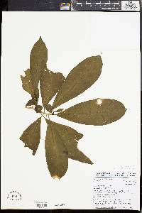 Media resource of Voacanga caudiflora