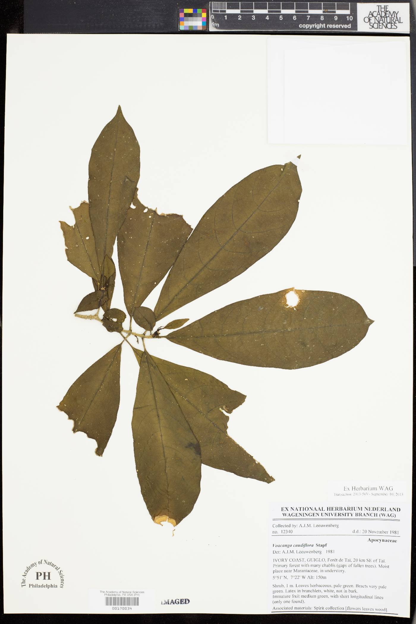 Voacanga caudiflora image