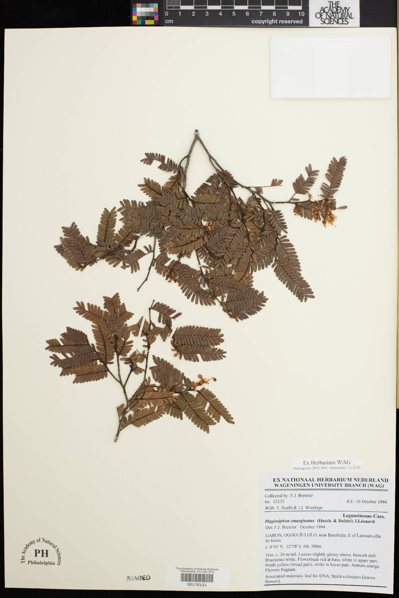 Plagiosiphon image