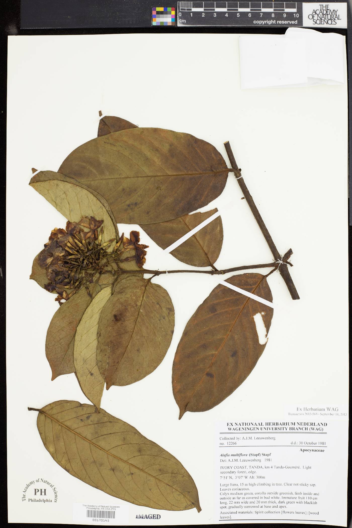 Alafia multiflora image