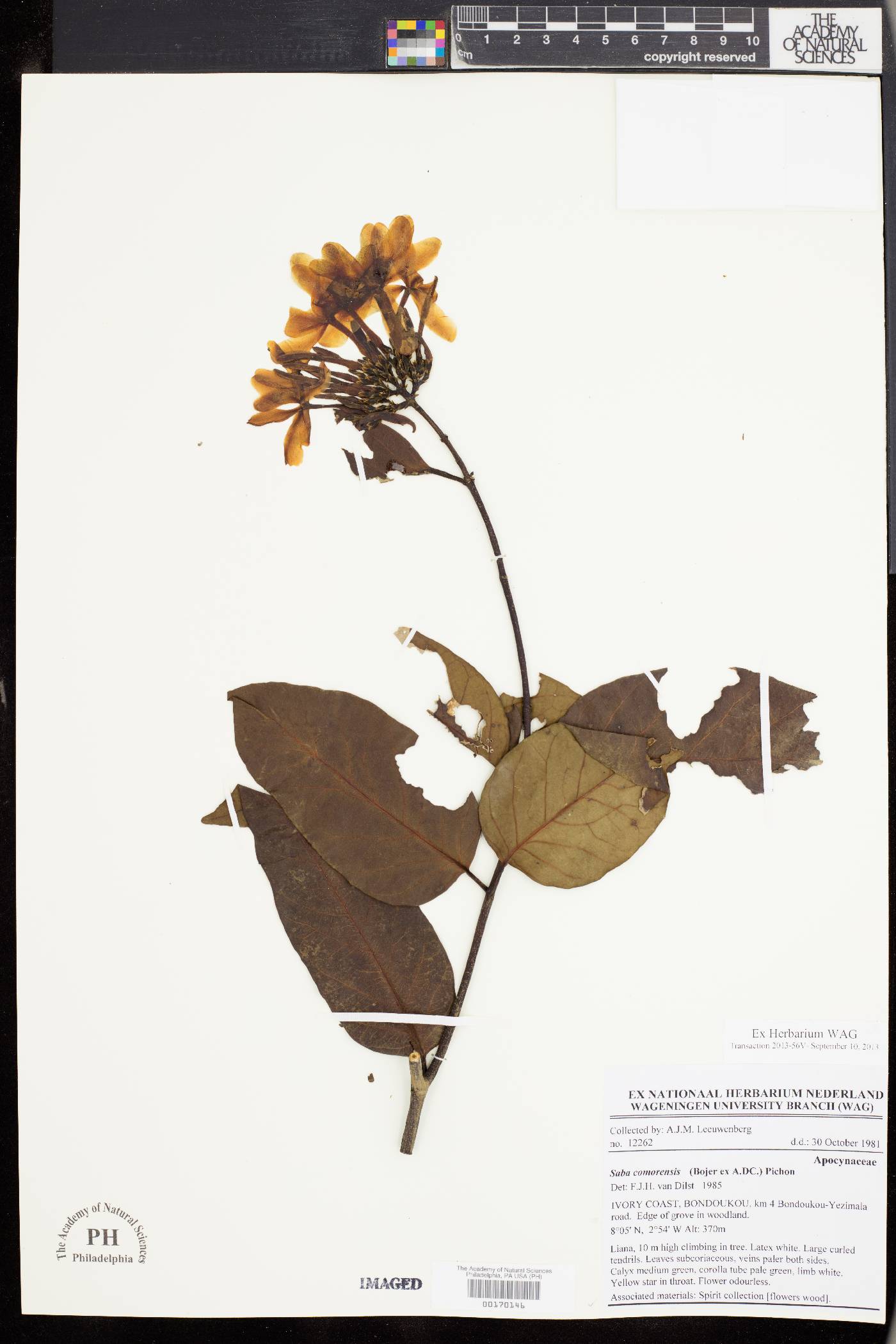 Saba comorensis image