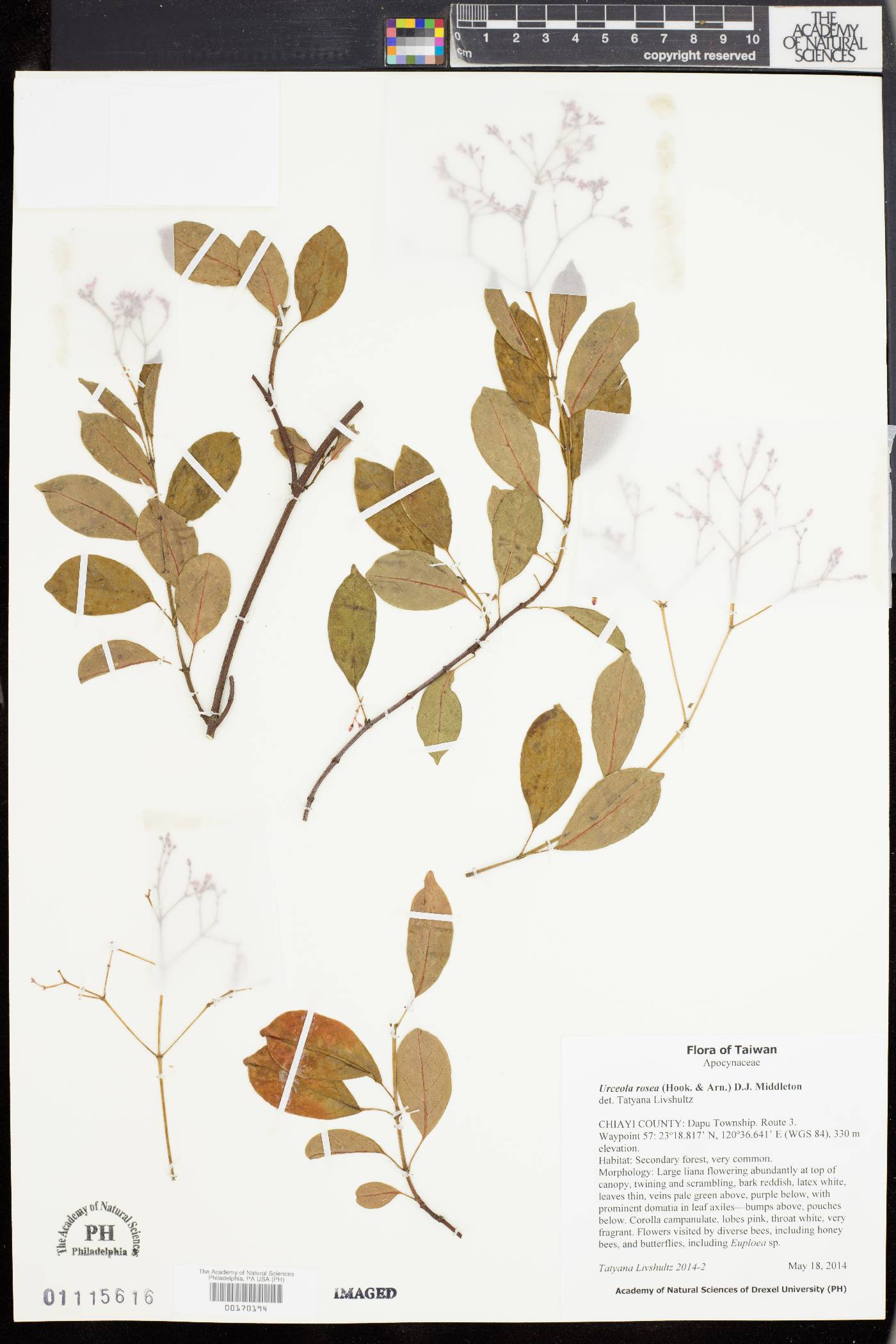 Urceola rosea image