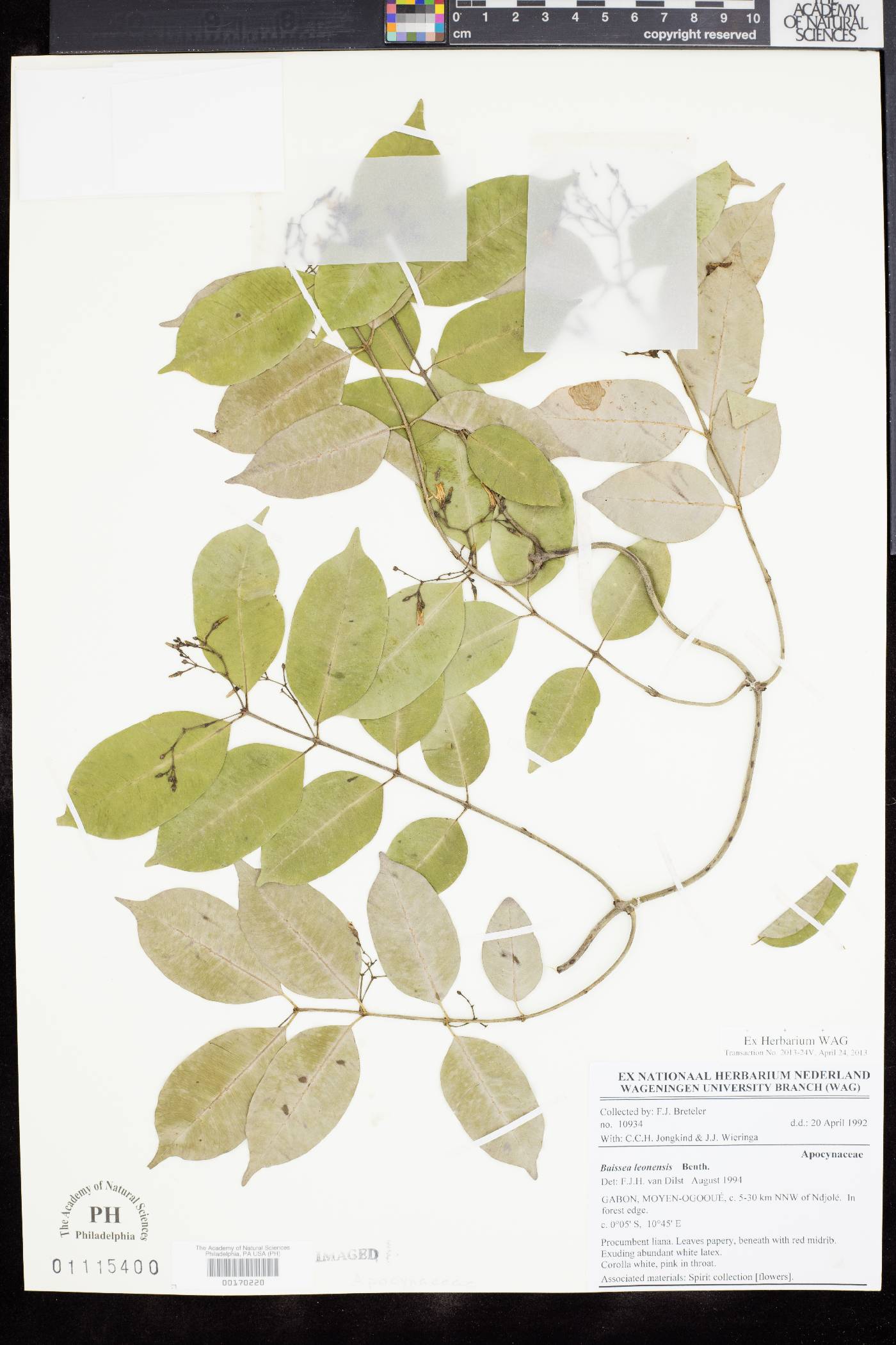 Baissea leonensis image