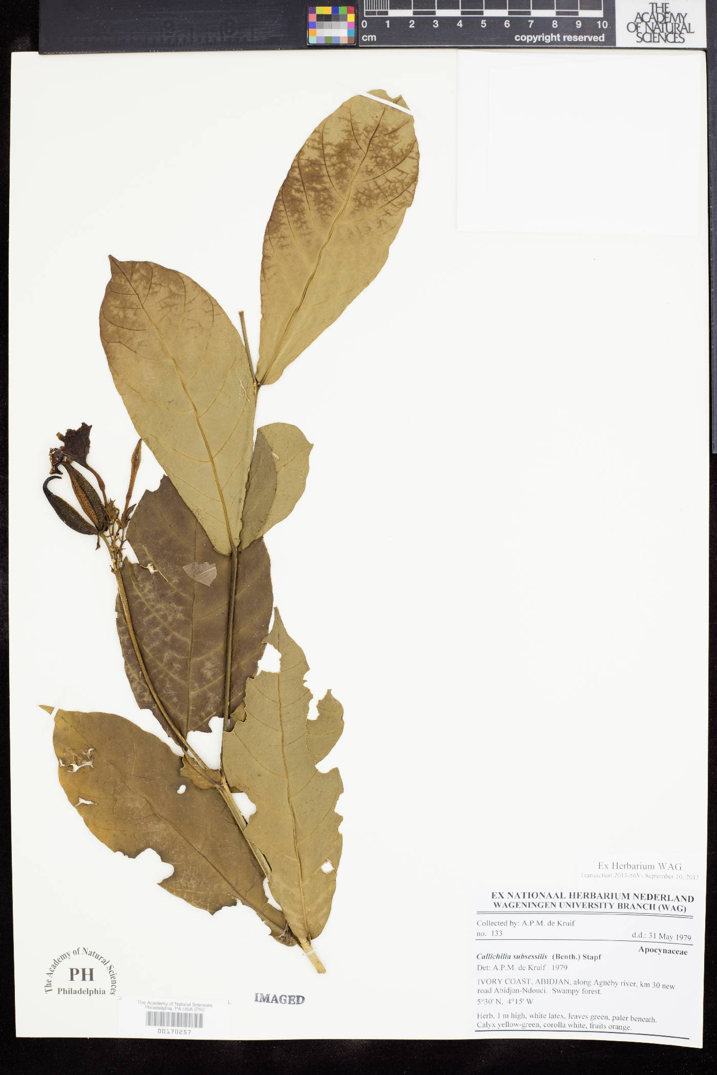 Callichilia subsessilis image