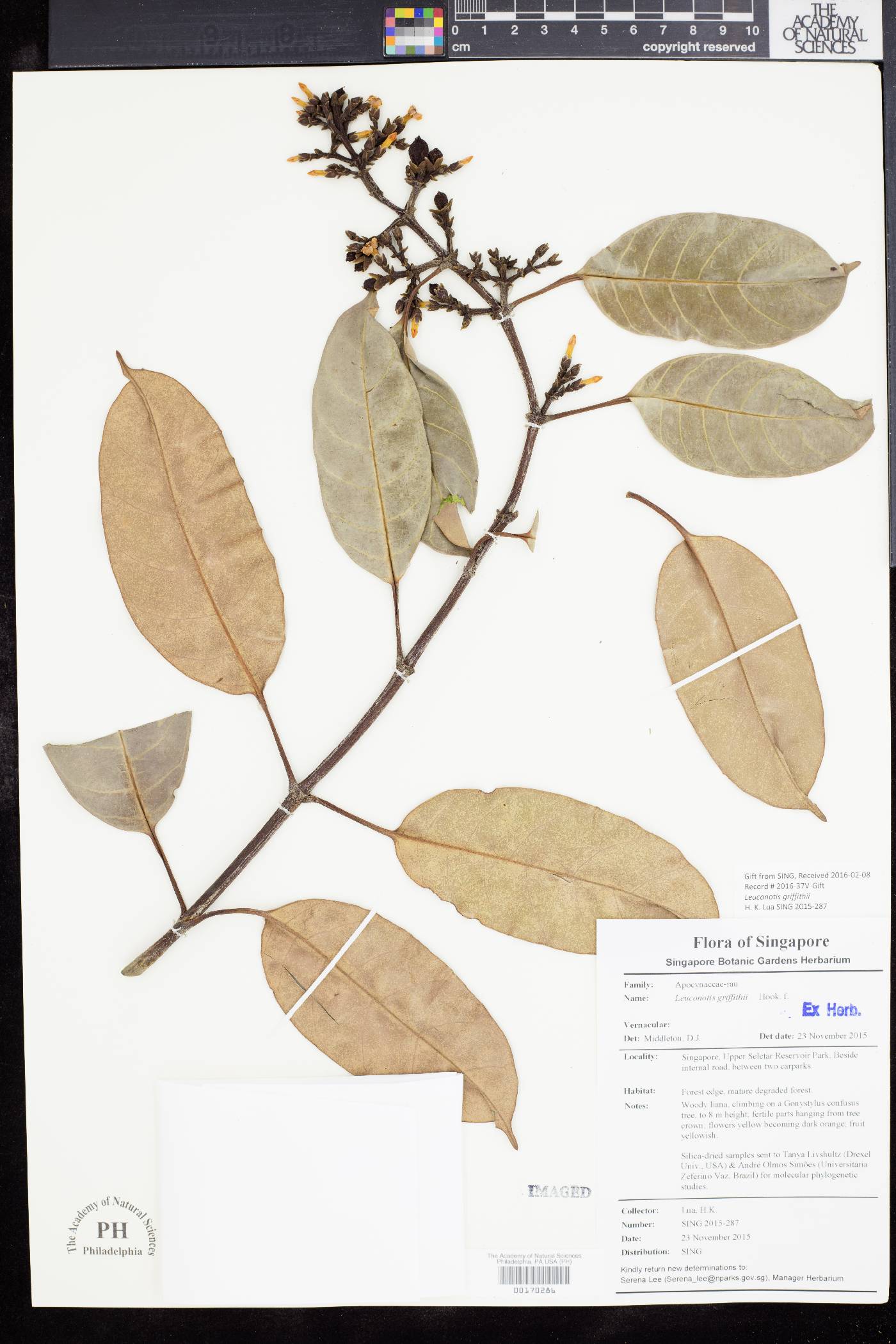 Leuconotis image
