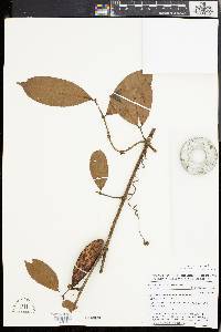 Image of Landolphia micrantha