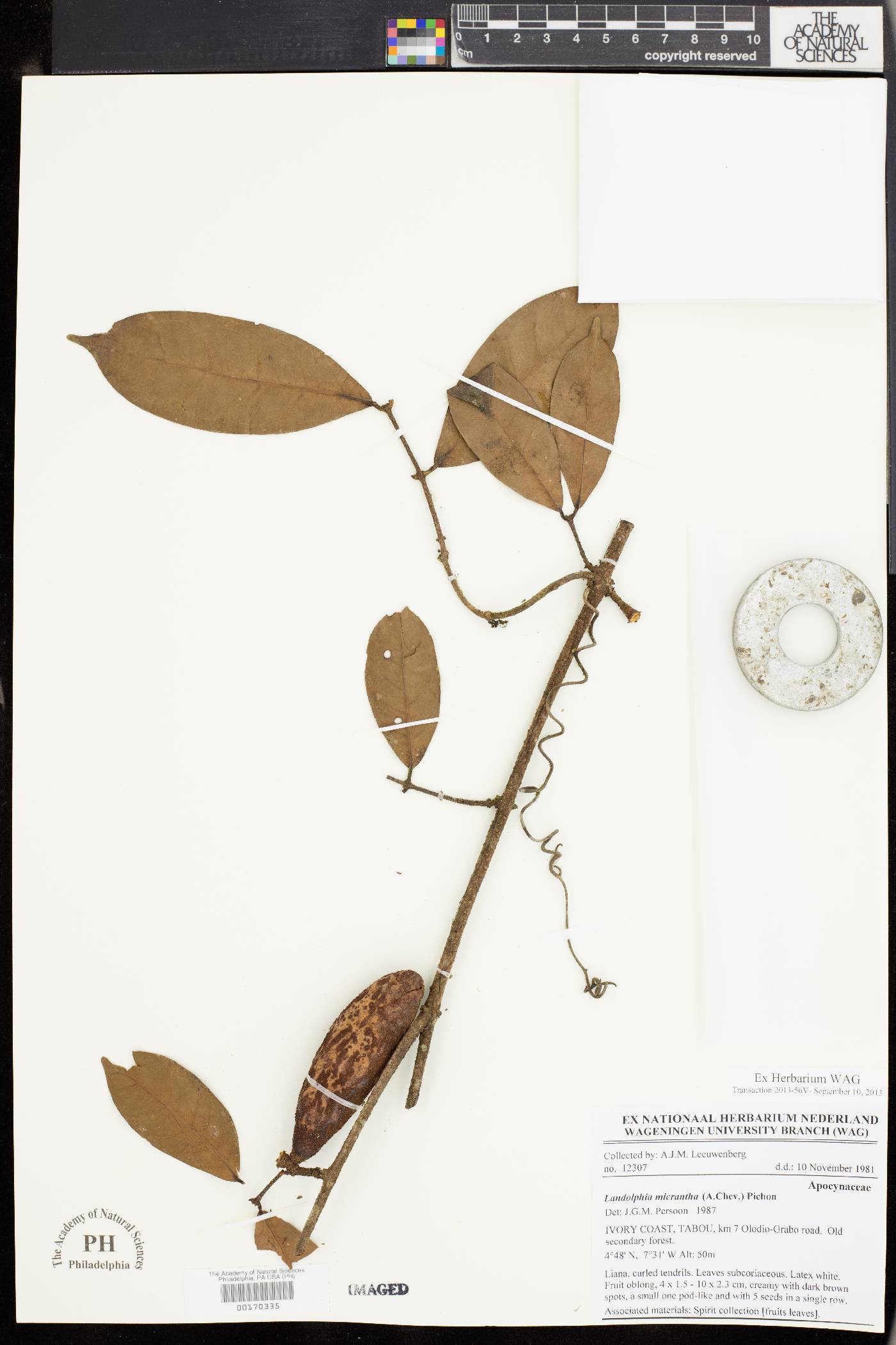 Landolphia micrantha image