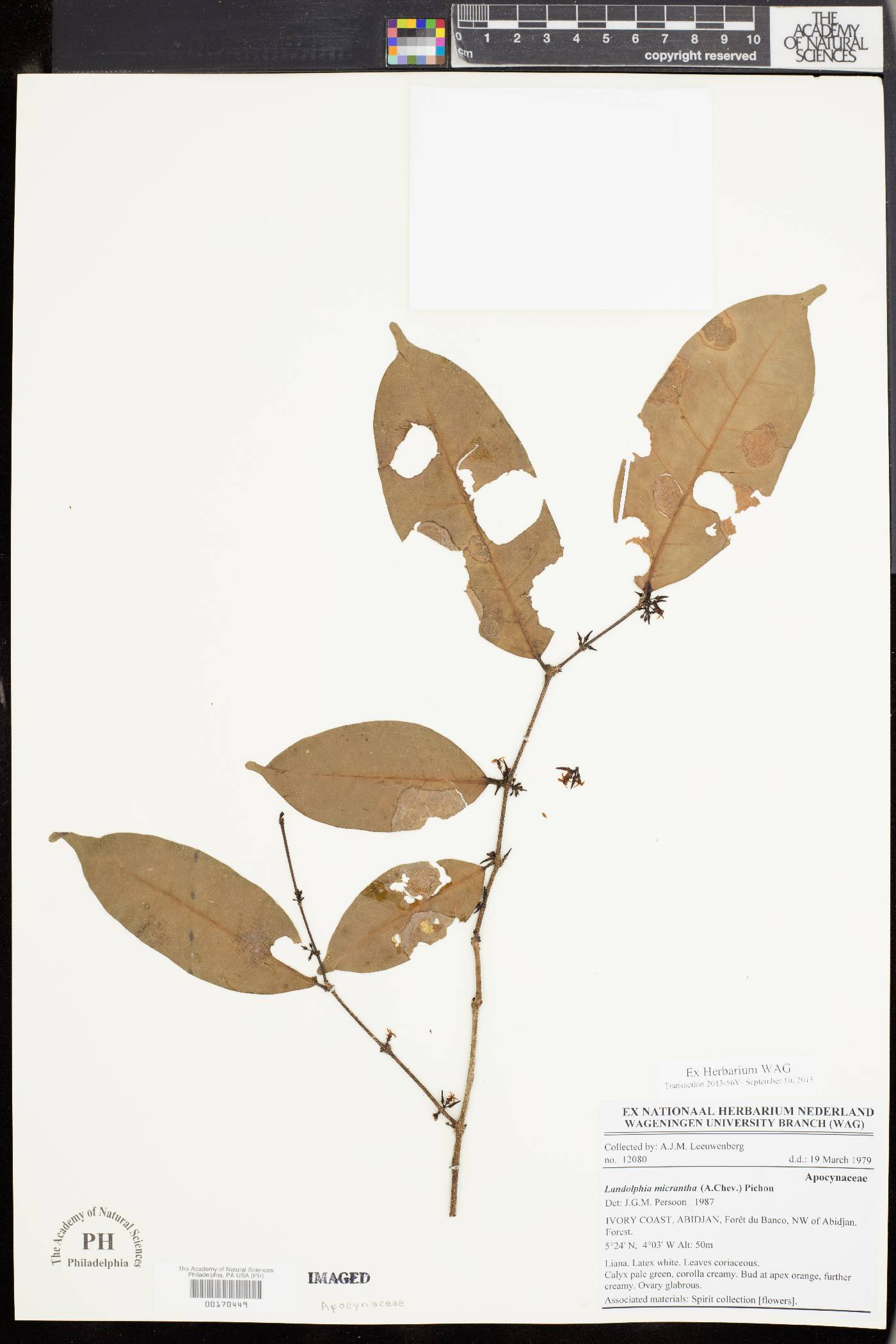 Landolphia micrantha image