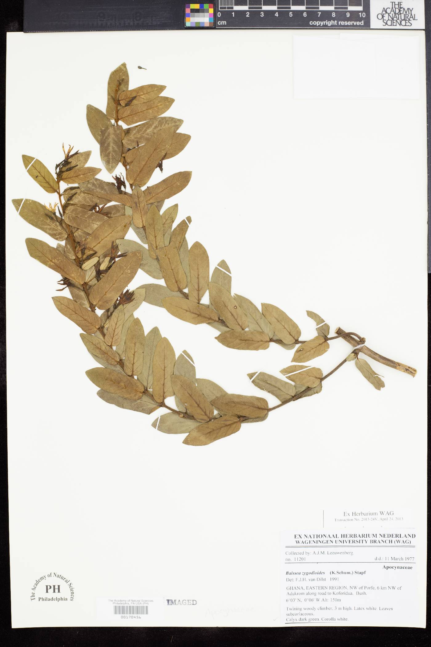 Baissea zygodioides image