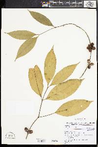 Pleiocarpa mutica image
