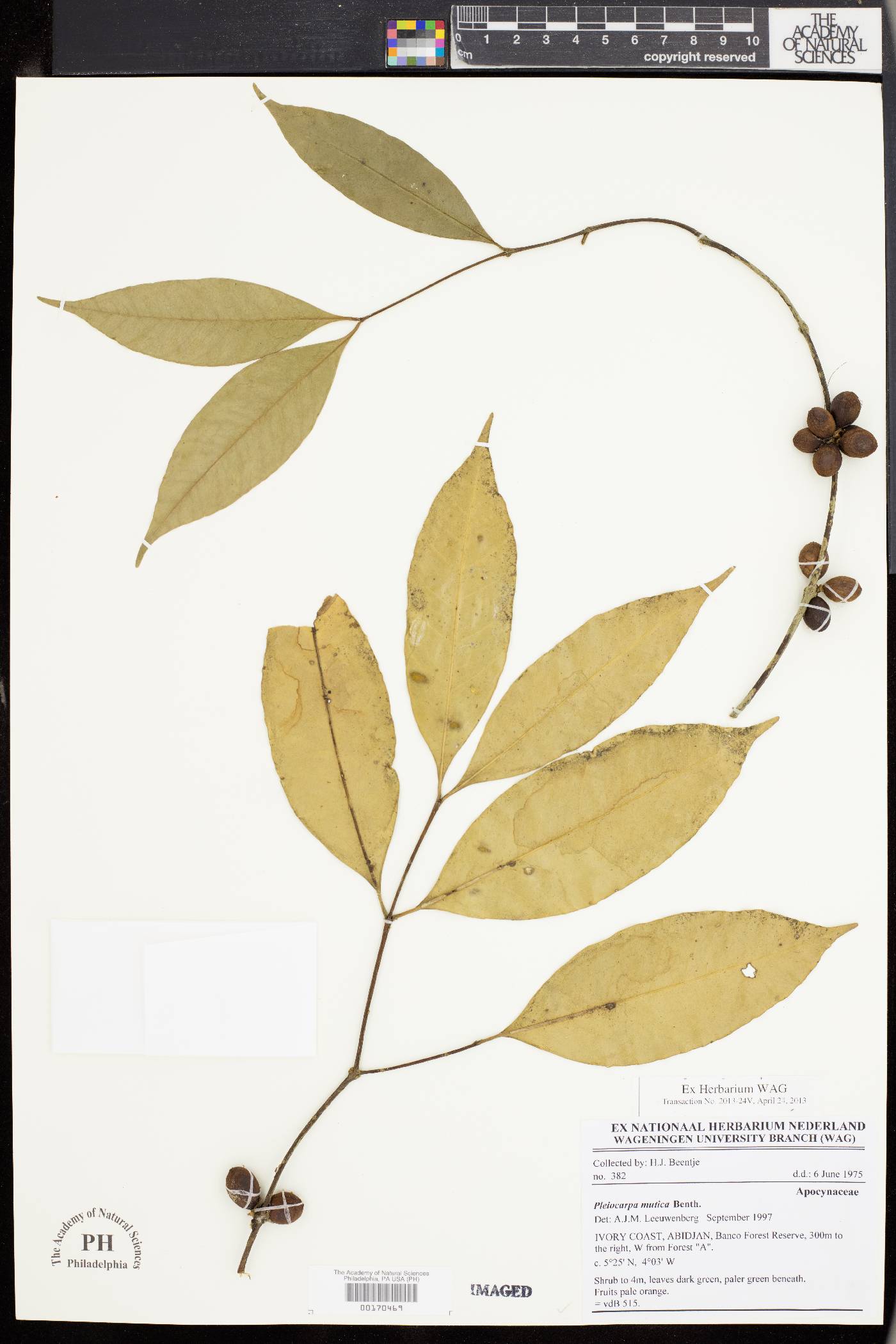Pleiocarpa mutica image