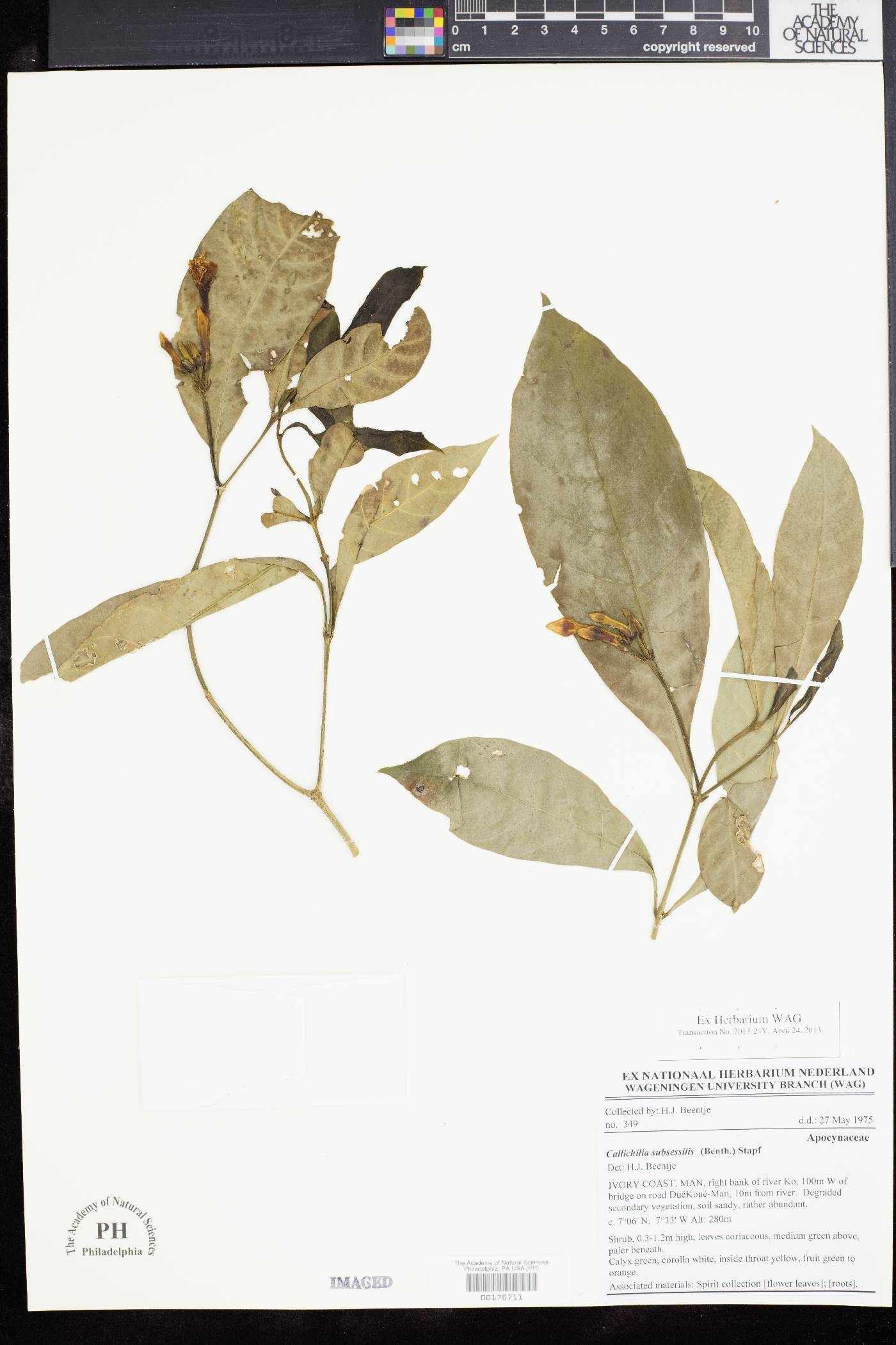 Callichilia image