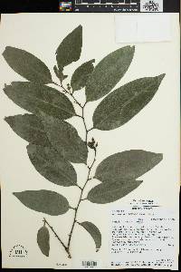 Diospyros samoensis image