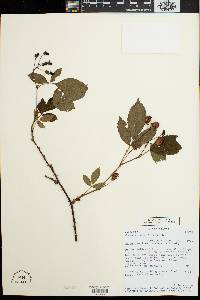 Rubus cuneifolius image