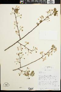 Prunus mahaleb image